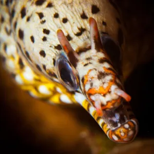 Dragon Moray