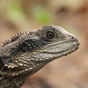 Dragon Sydney