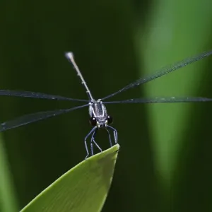 Dragonfly Dragonfly
