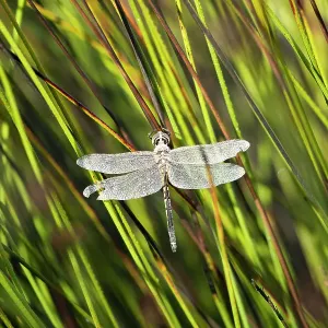 Dragonfly covered in dew drops
