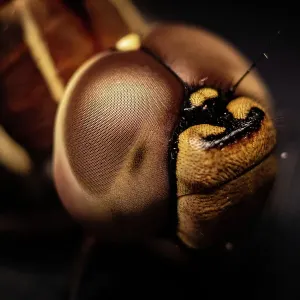 Dragonfly eye macro Dragonfly eye macro