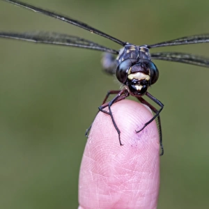 Dragonfly on a finger