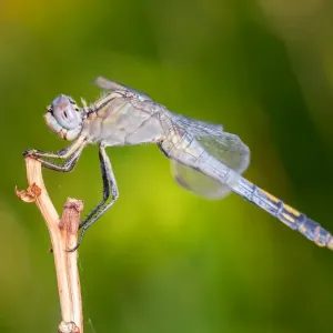 Dragonfly macro Dragonfly macro