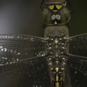dragonfly macro dragonfly macro