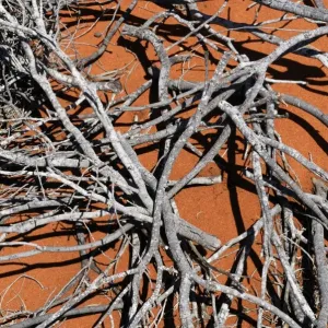 Dried-out, collapsed desert shrub, Shark Bay World Heritage Area, Western Australia, Australia