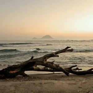 Driftwood Driftwood