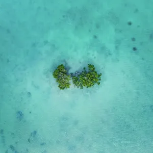 Drone image looking down on mangrove trees in Roebuck bay at high tide, Broome, Western Australia, Australia Drone image looking down on mangrove trees in Roebuck bay at high tide, Broome, Western Australia, Australia