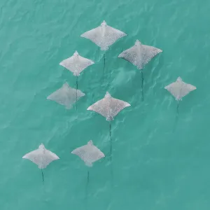 Drone image showing a school of Spotted Eagle Ray's swimming in the Indian Ocean, The Kimberley, Western Australia, Australia