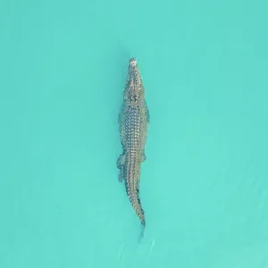 Ord River Saltwater Crocodile Print
