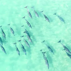 Drone point of view above a large pod of Dolphins swimming in clear ocean waters, Fingal heads, New South Wales, Australia Drone point of view above a large pod of Dolphins swimming in clear ocean waters, Fingal heads, New South Wales, Australia