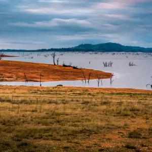 Drowned trees at Lake Hume, Victoria Drowned trees at Lake Hume, Victoria