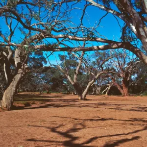 Dry creek bed, Outback Australia