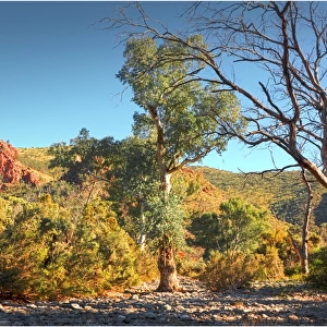 A dry creek bed in the remote region of Arkaroola, northern Flinders Ranges, South Australia