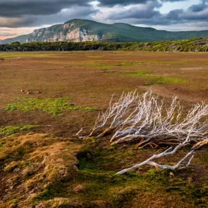 Dry pond at Cape Raoul, Tasman Peninsula, Tasmania Dry pond at Cape Raoul, Tasman Peninsula, Tasmania