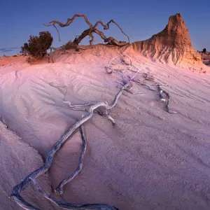 Dry wood root laying on desert sand Dry wood root laying on desert sand