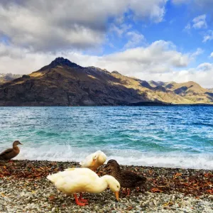 Ducks, lake and mountain Ducks, lake and mountain