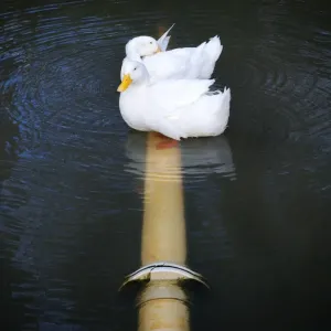 Australian Views Print: Two Ducks on a Pipe