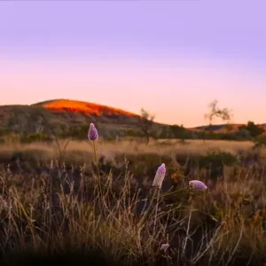 Dusk in Karijini National Park with native purple Mulla Mulla wildflowers