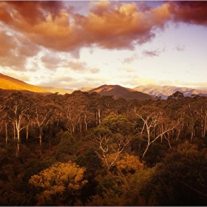 Dusk and the view towards Mount Feathertop, the Alpine area of Victoria, Australia