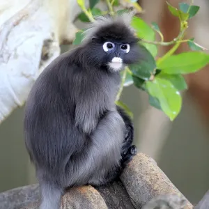 Dusky leaf monkey Dusky leaf monkey