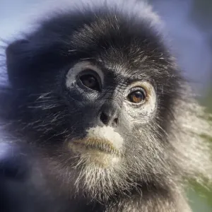 Dusky leaf monkey (Trachypithecus obscurus)