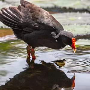 Dusky moorhen reflected in a pond