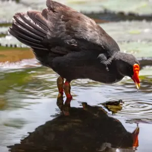 Dusky moorhen reflected in a pond Dusky moorhen reflected in a pond