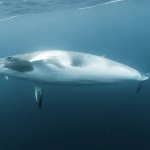 dwarf minke whale dwarf minke whale