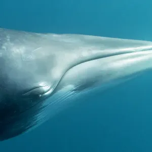 Dwarf minke whale headshot, Great Barrier Reef, Queensland, Australia Dwarf minke whale headshot, Great Barrier Reef, Queensland, Australia