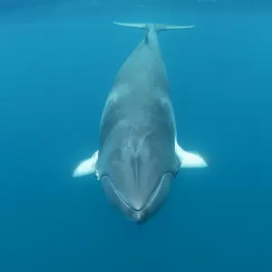 Dwarf minke whale front on, Great Barrier Reef, Queensland, Australia Dwarf minke whale front on, Great Barrier Reef, Queensland, Australia