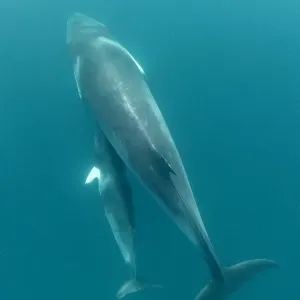 Dwarf minke whale and her young calf, Great Barrier Reef, Queensland, Australia Dwarf minke whale and her young calf, Great Barrier Reef, Queensland, Australia
