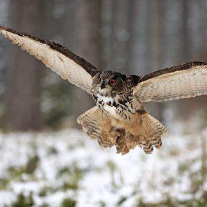 Eagle Owl, (Bubo bubo)