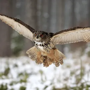 Eagle Owl, (Bubo bubo) Eagle Owl, (Bubo bubo)