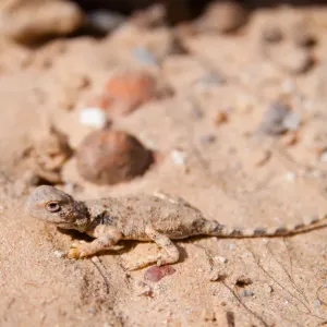 Earless Dragon (Tympanocryptis intima), Australia Earless Dragon (Tympanocryptis intima), Australia