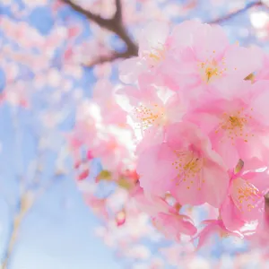 Early blooming cherry blossoms in late winter (fisheye)