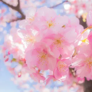 Early blooming cherry blossoms in late winter (fisheye)