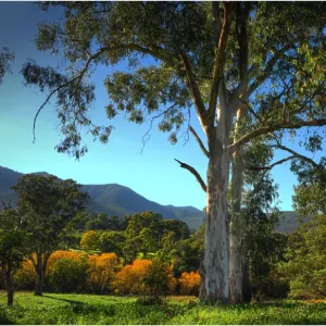 Early morning in autumn in the Kiewa Valley Central Victoria