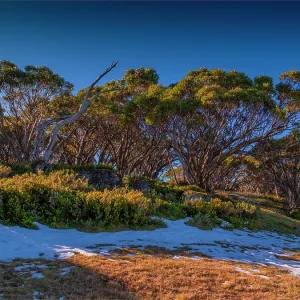 Early snow, Mount Baw Baw, west Gippsland Early snow, Mount Baw Baw, west Gippsland