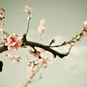 Early Spring Peach blossom