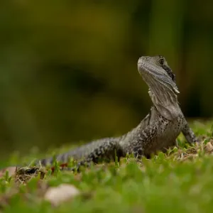 Easter water dragon on grass Easter water dragon on grass