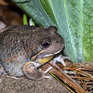 Eastern Bango Frog