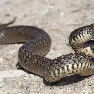 Eastern brown snake (Pseudonaja textilis)
