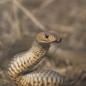 Eastern Brown Snake (Pseudonaja textilis)