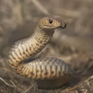 Eastern Brown Snake Print, Close-up Portrait