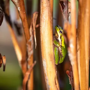 Eastern Dwarf Frog