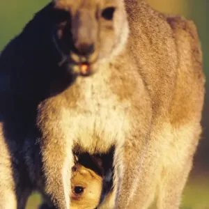 Canguro grigio orientale e Bambino. Canguro grigio orientale e Bambino.
