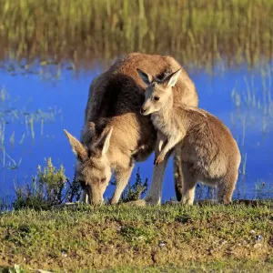 Eastern grey kangaroo Eastern grey kangaroo