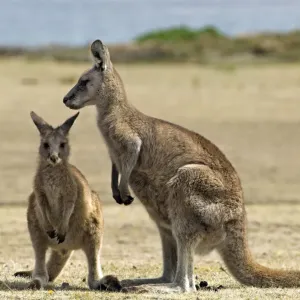 Canguro grigio orientale, Macropus giganteus, Parco nazionale di Maria Island, Tasmania, Australia. Canguro grigio orientale, Macropus giganteus, Parco nazionale di Maria Island, Tasmania, Australia.