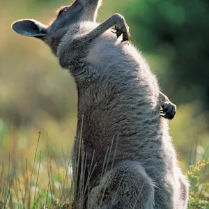 Eastern Grey Kangaroo (Macropus giganteus), Victoria, Australia