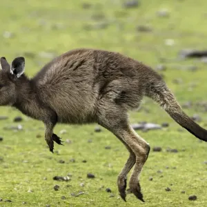 Eastern Grey Kangaroo, Marcropus cinereus, Kangaroo Island, Australia